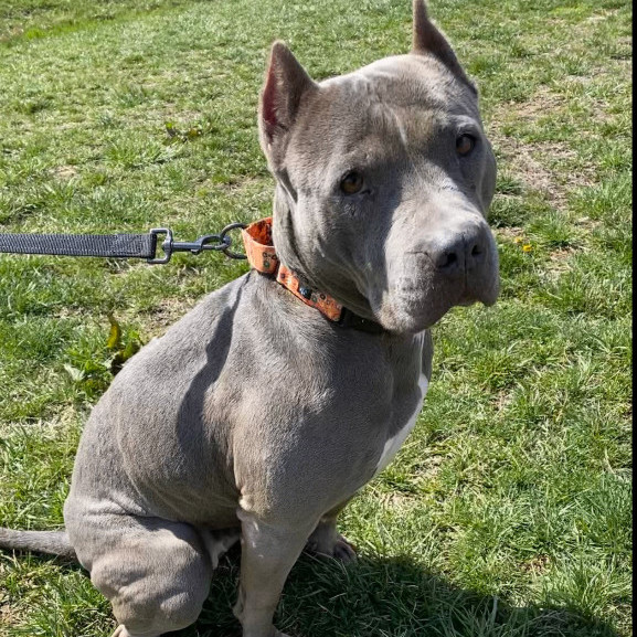 Dog for adoption Neka, a Mixed Breed in Batavia, OH Petfinder