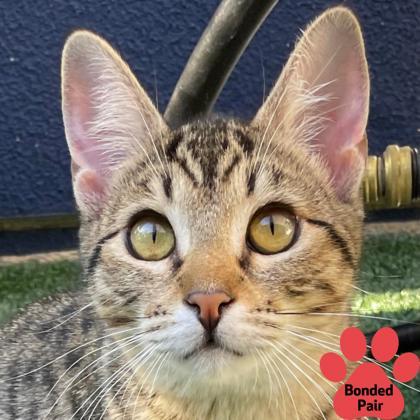 Clover, Adoptable, Kitten Female Domestic Short Hair & Domestic Short Hair.