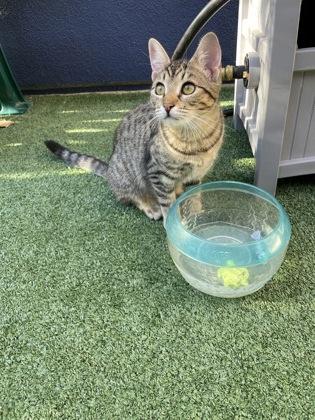 Enlarge Clover, a Adoptable mixed breed in Pleasanton, CA image 2/3