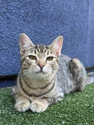 Enlarge Clover, a Adoptable mixed breed in Pleasanton, CA image 3/3