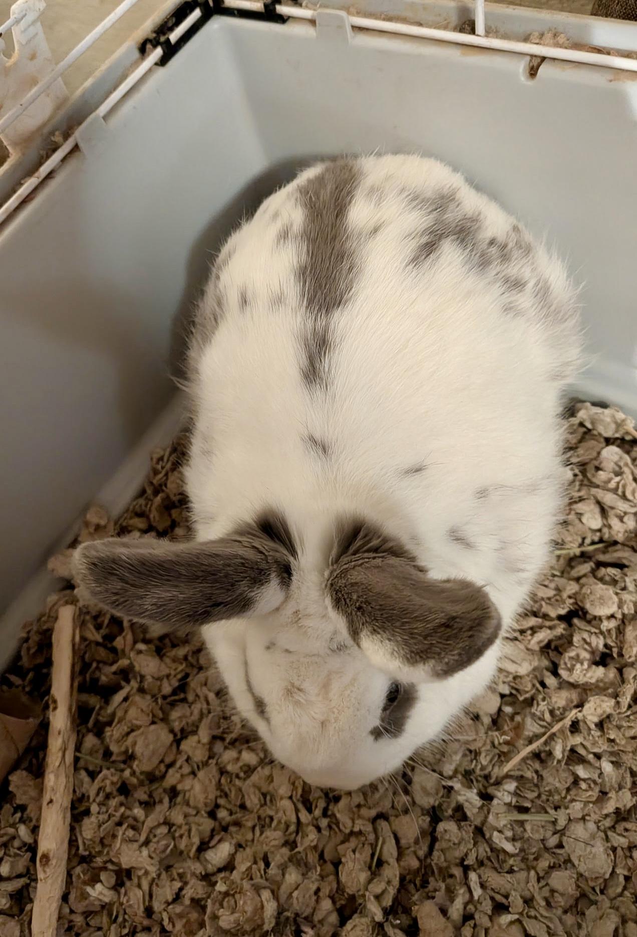 Enlarge Ashes, a Adoptable English Spot in Andover, CT image 3/4