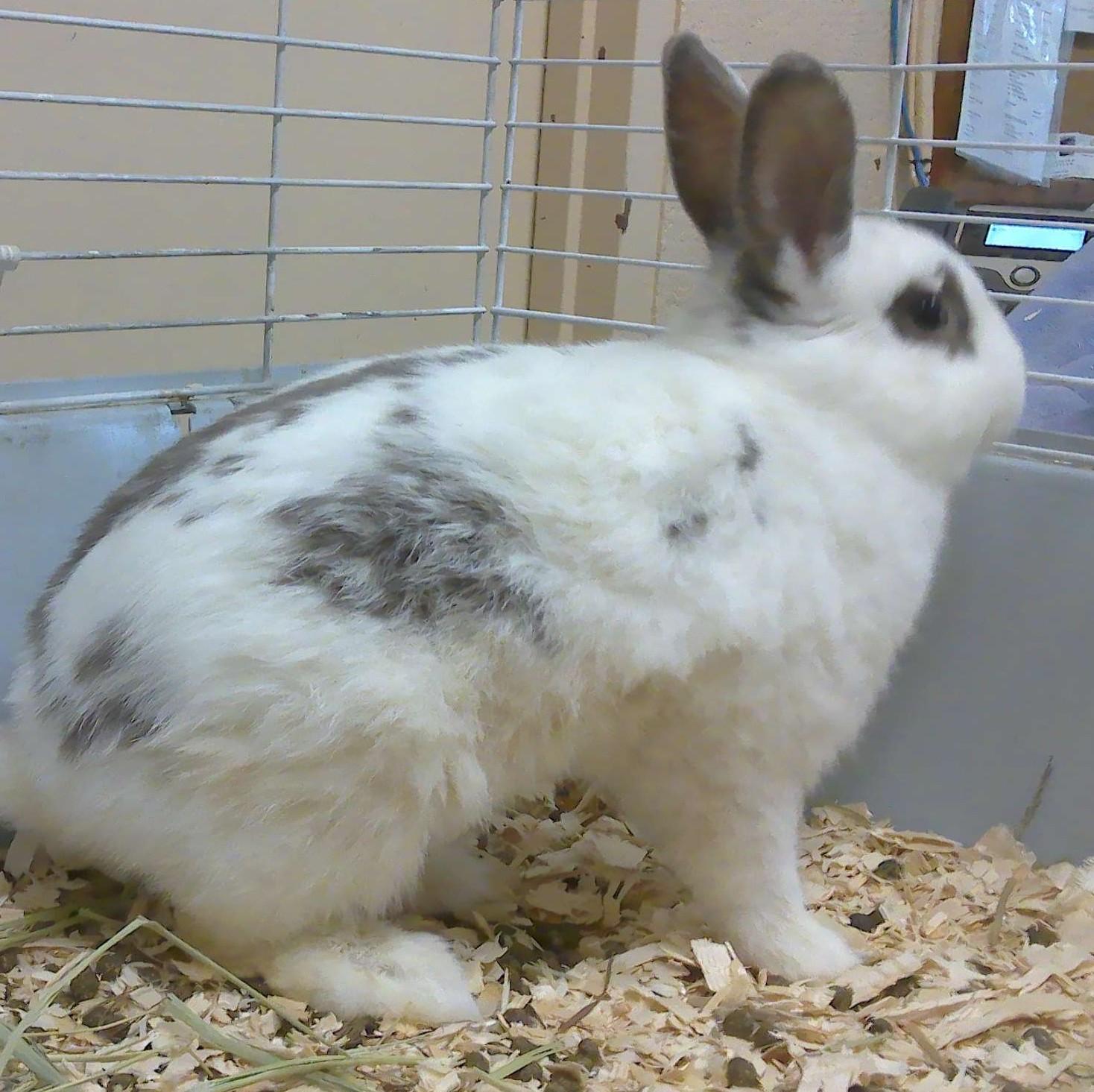 Enlarge Ashes, a Adoptable English Spot in Andover, CT image 2/4