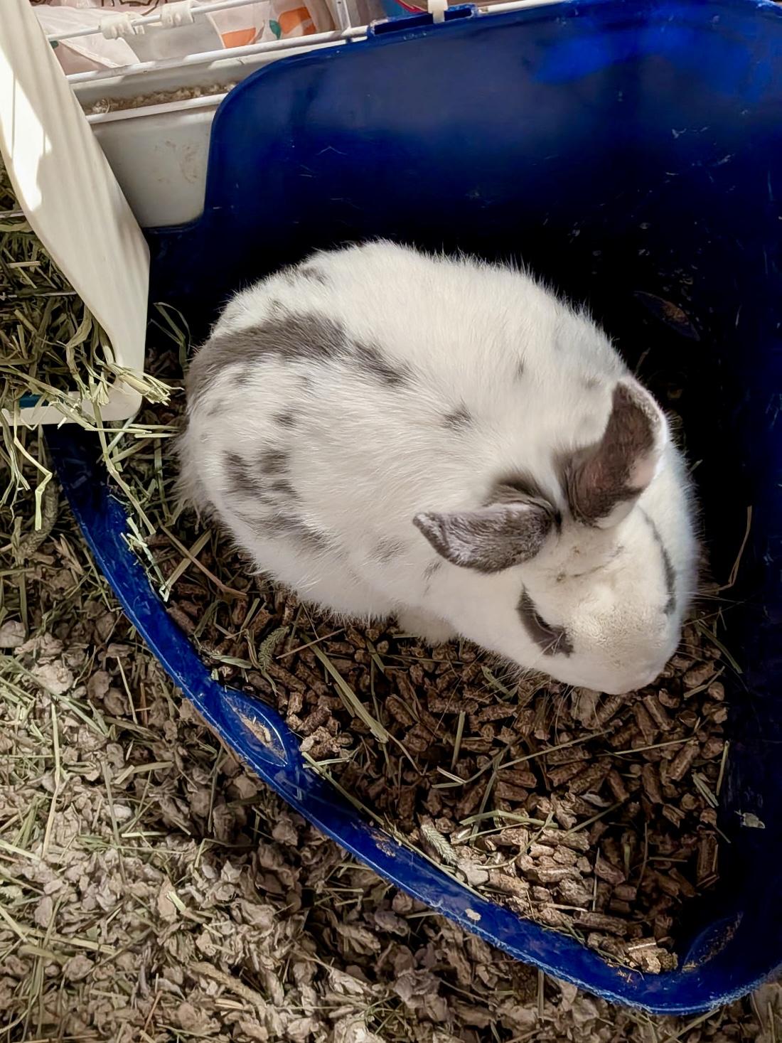 Enlarge Ashes, a Adoptable English Spot in Andover, CT image 4/4