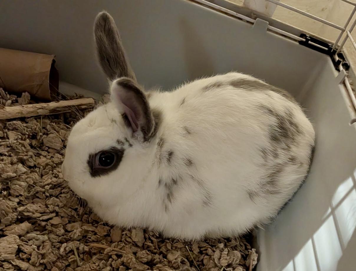 Enlarge Ashes, a Adoptable English Spot in Andover, CT image 1/4