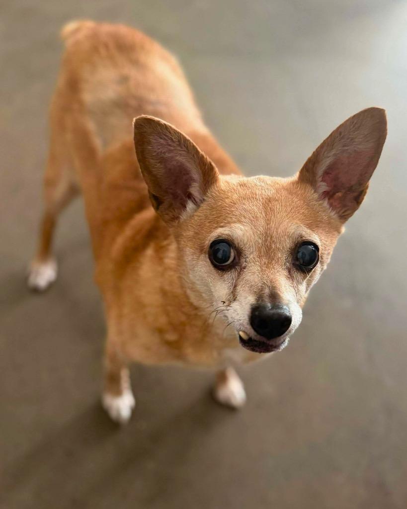 Charlie, Adoptable, Senior Male Chihuahua.