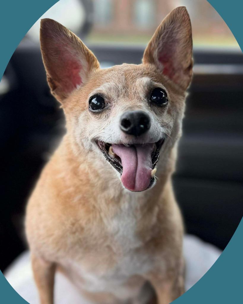 Enlarge Charlie, a Adoptable Chihuahua in College Station, TX image 2/6