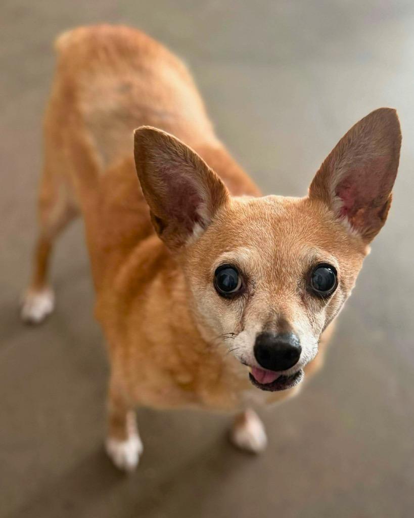 Enlarge Charlie, a Adoptable Chihuahua in College Station, TX image 3/6