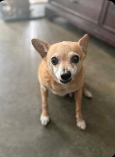 Charlie, Adoptable, Senior Male Chihuahua.