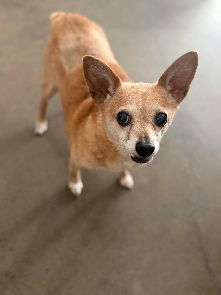 Enlarge Charlie, a Adoptable Chihuahua in College Station, TX image 4/6