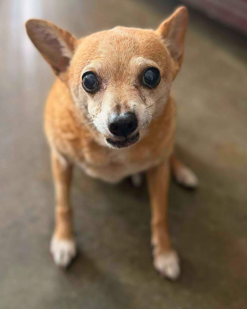 Enlarge Charlie, a Adoptable Chihuahua in College Station, TX image 5/6