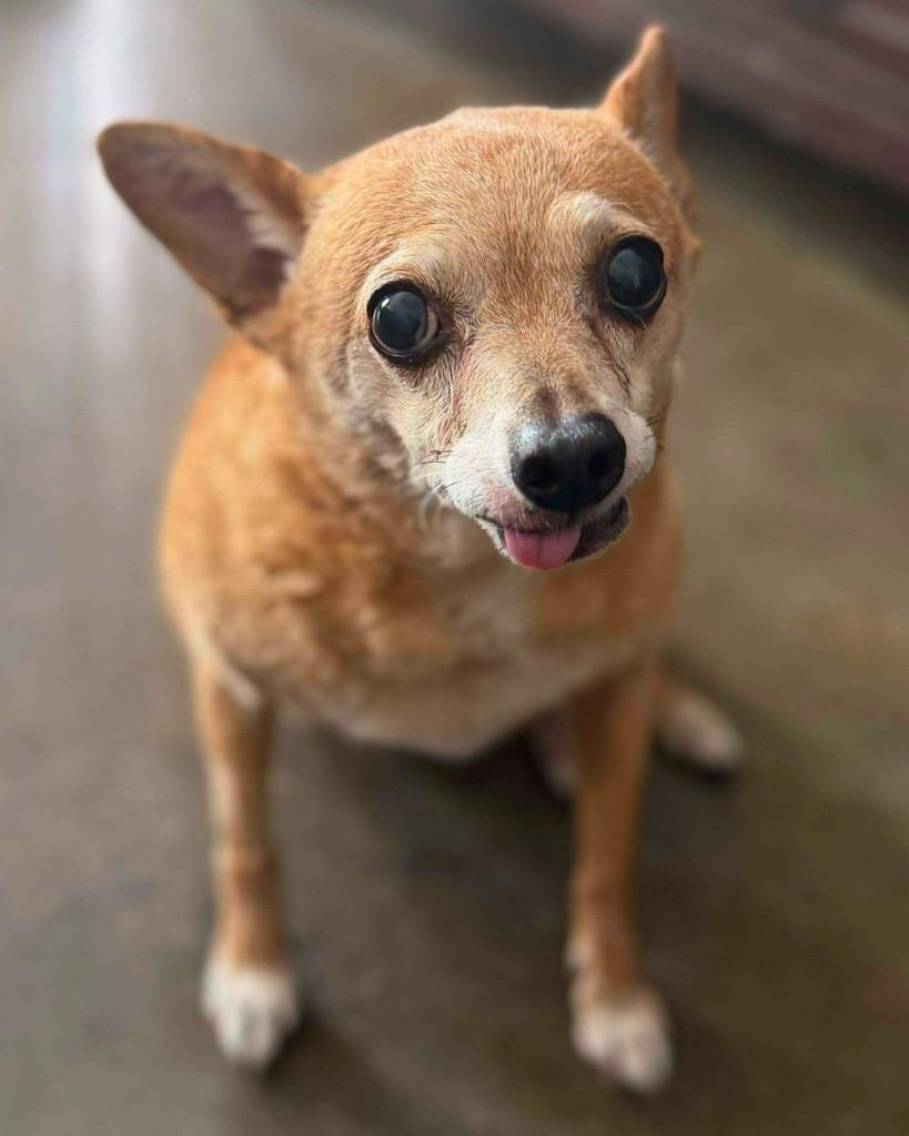 Enlarge Charlie, a Adoptable Chihuahua in College Station, TX image 6/6