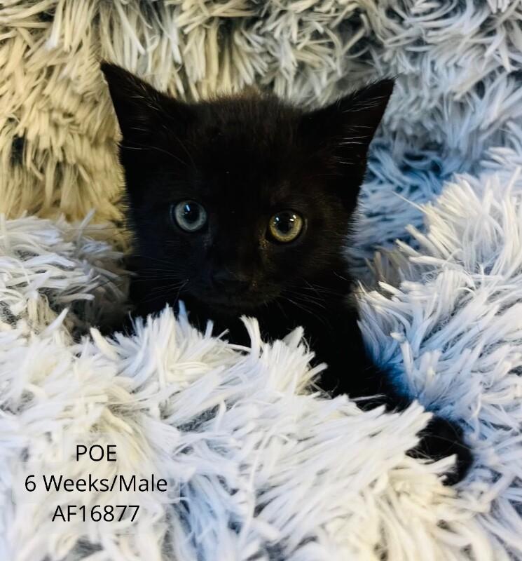 Enlarge Poe, a Adoptable Domestic Short Hair in Supply, NC image 1/1
