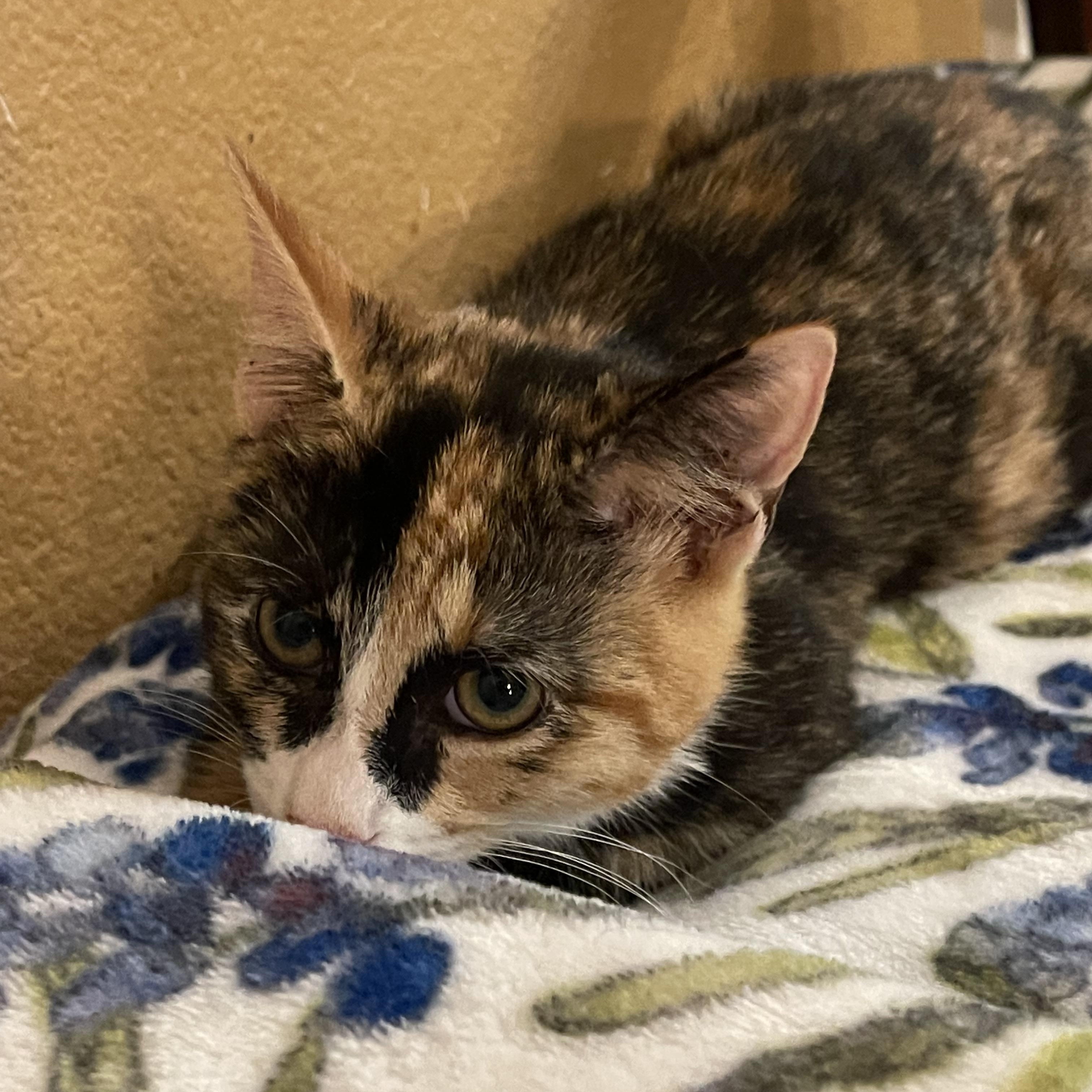 Violet, a ADOPTABLE mixed breed in san antonio, TX image 4/4