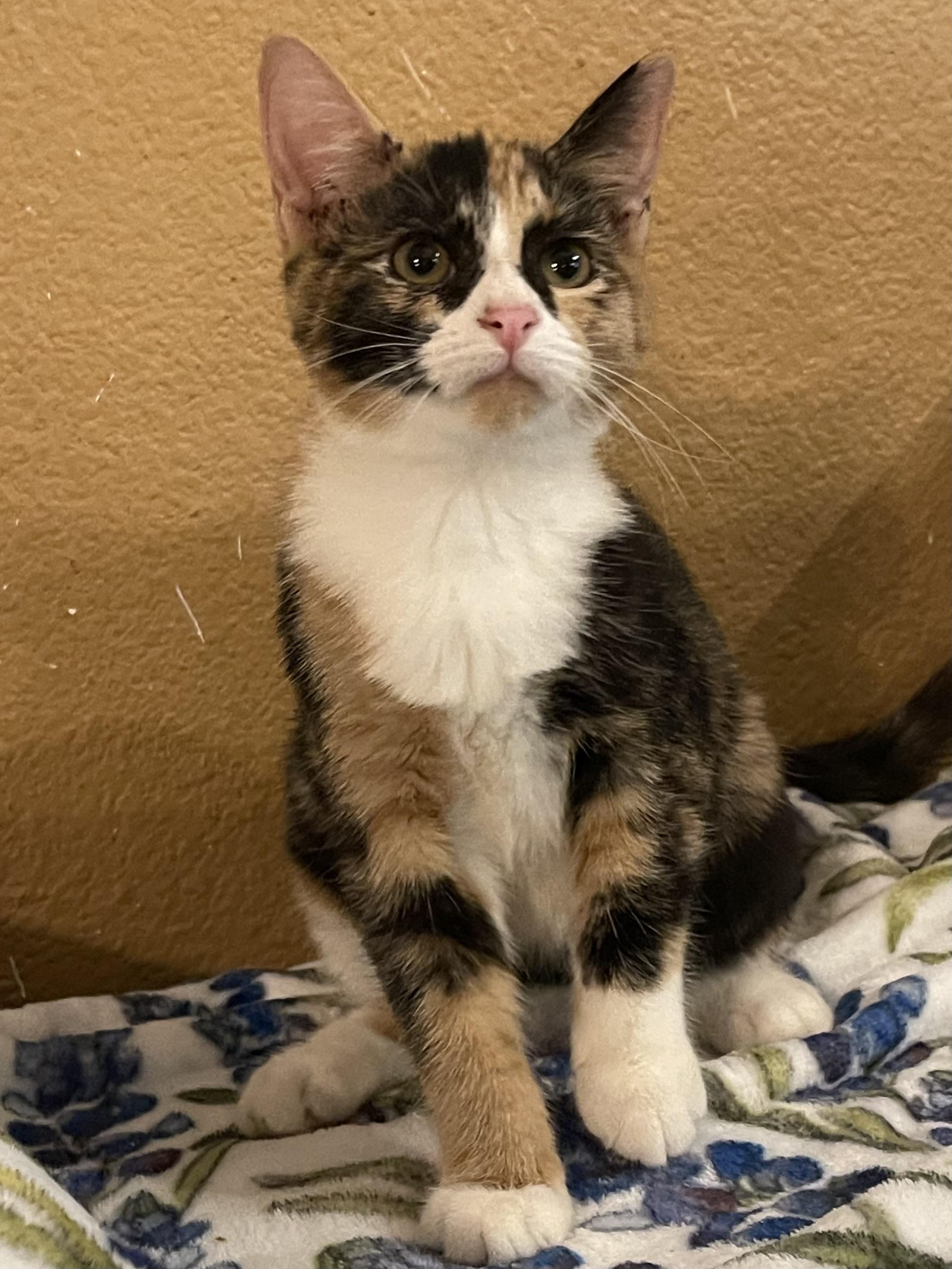 Violet, a ADOPTABLE mixed breed in san antonio, TX image 2/4