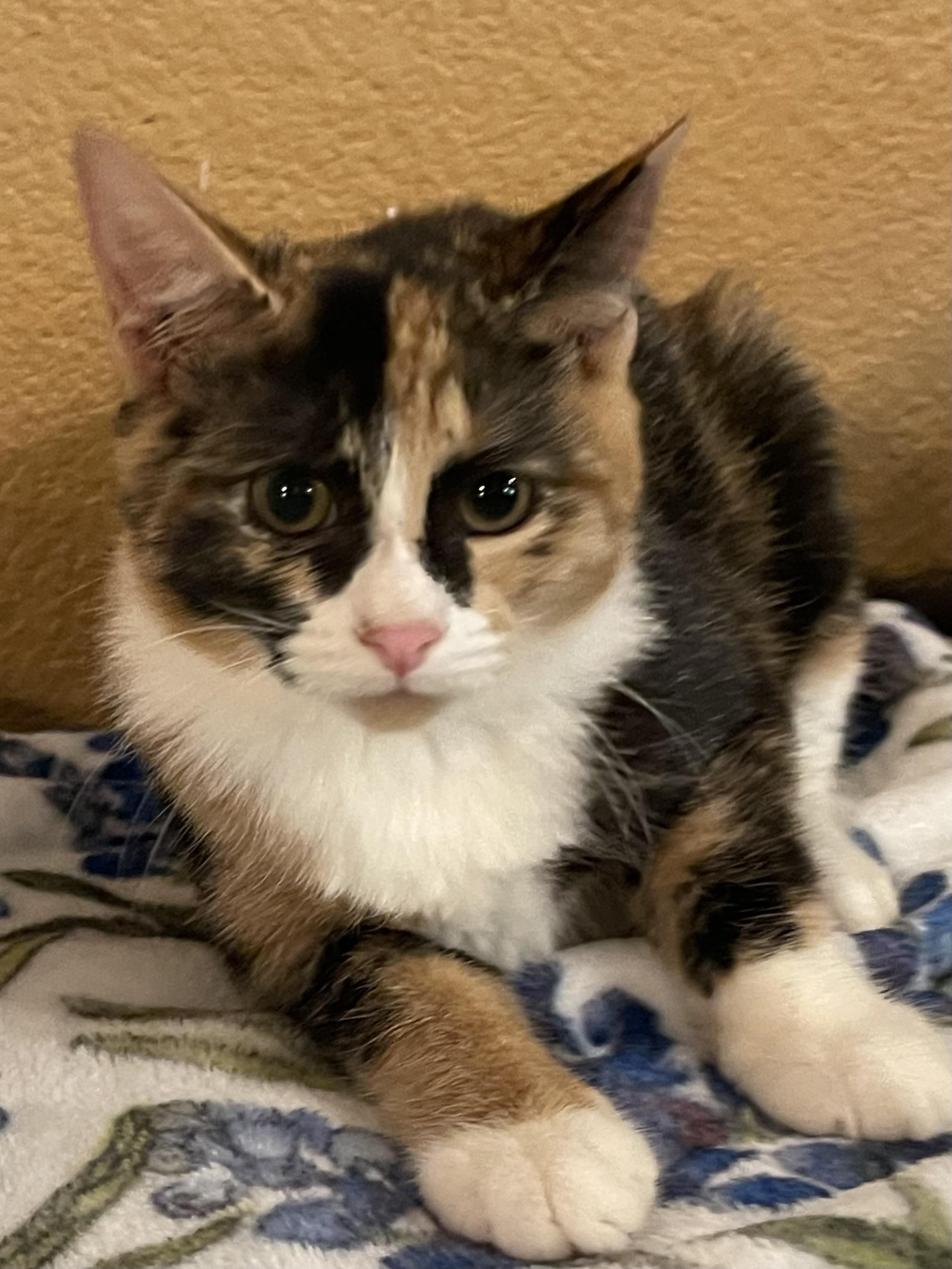 Violet, a ADOPTABLE mixed breed in san antonio, TX image 3/4