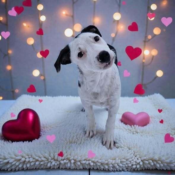 Enlarge Norman, a Adoptable mixed breed in Hastings, MN image 1/3