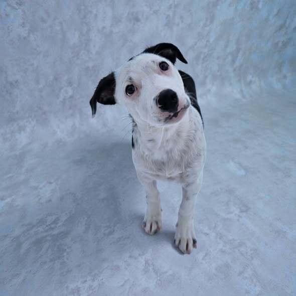 Enlarge Norman, a Adoptable mixed breed in Hastings, MN image 2/3