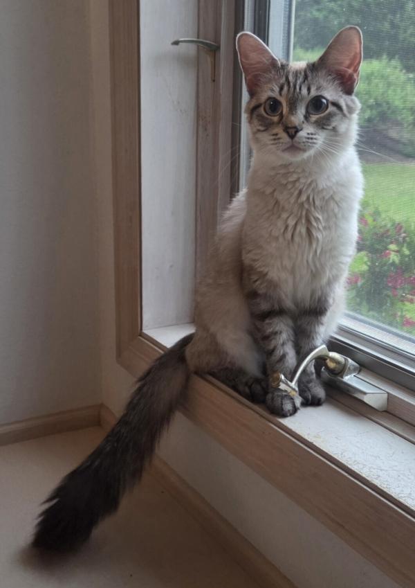 Enlarge YANA, a ADOPTABLE Balinese in Campbellsport, WI image 1/1