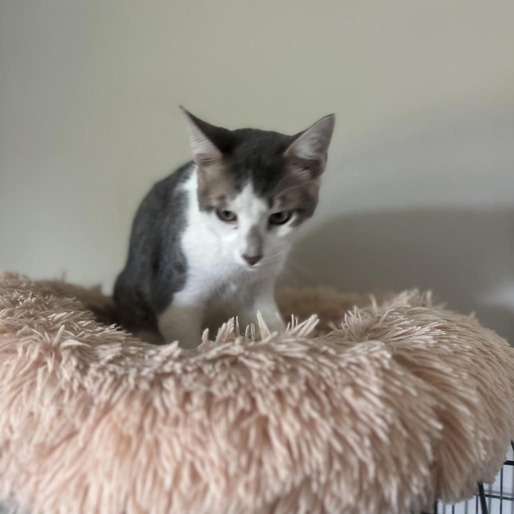 Marty, Adoptable, Young Male American Shorthair.