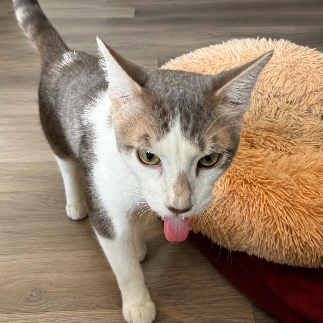 Enlarge Marty, a Adoptable American Shorthair in San Saba, TX image 2/3