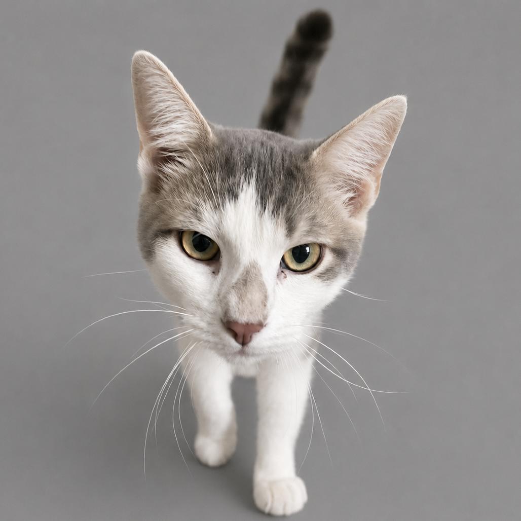 Marty, a Adoptable American Shorthair in San Saba, TX image 2/2