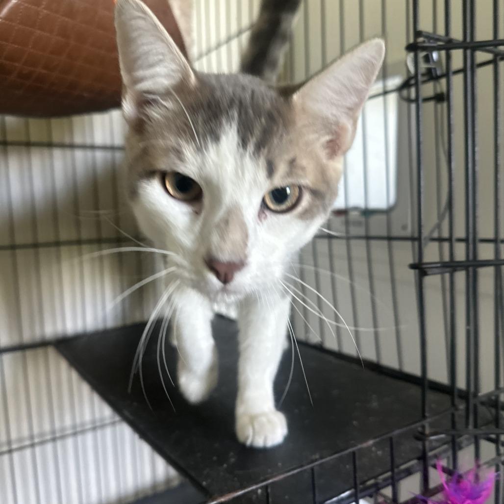 Enlarge Marty, a Adoptable American Shorthair in San Saba, TX image 3/3
