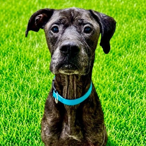 Enlarge Billy, an adopted mixed breed in Battle Creek, MI image 1/1