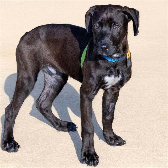 BRIOCHE, Adoptable, Young Male Labrador Retriever & Giant Schnauzer.