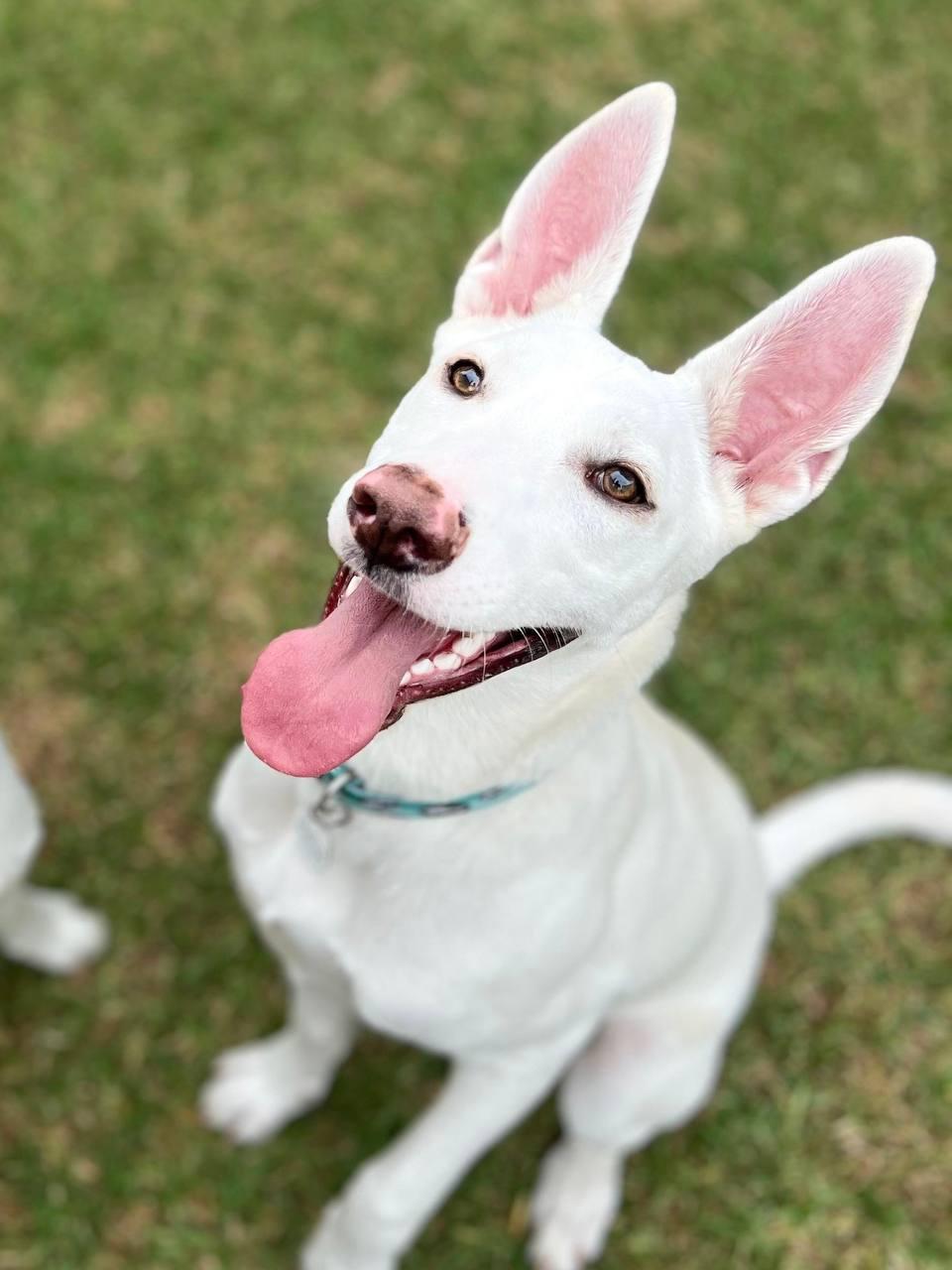 Martha Jane, a Adoptable Shepherd in Los Angeles, CA image 2/4