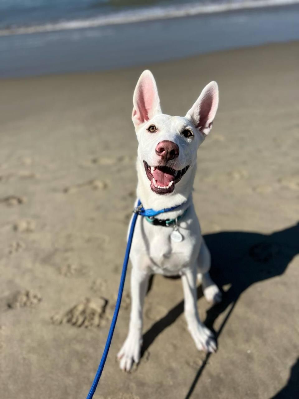 Martha Jane, a Adoptable Shepherd in Los Angeles, CA image 1/4