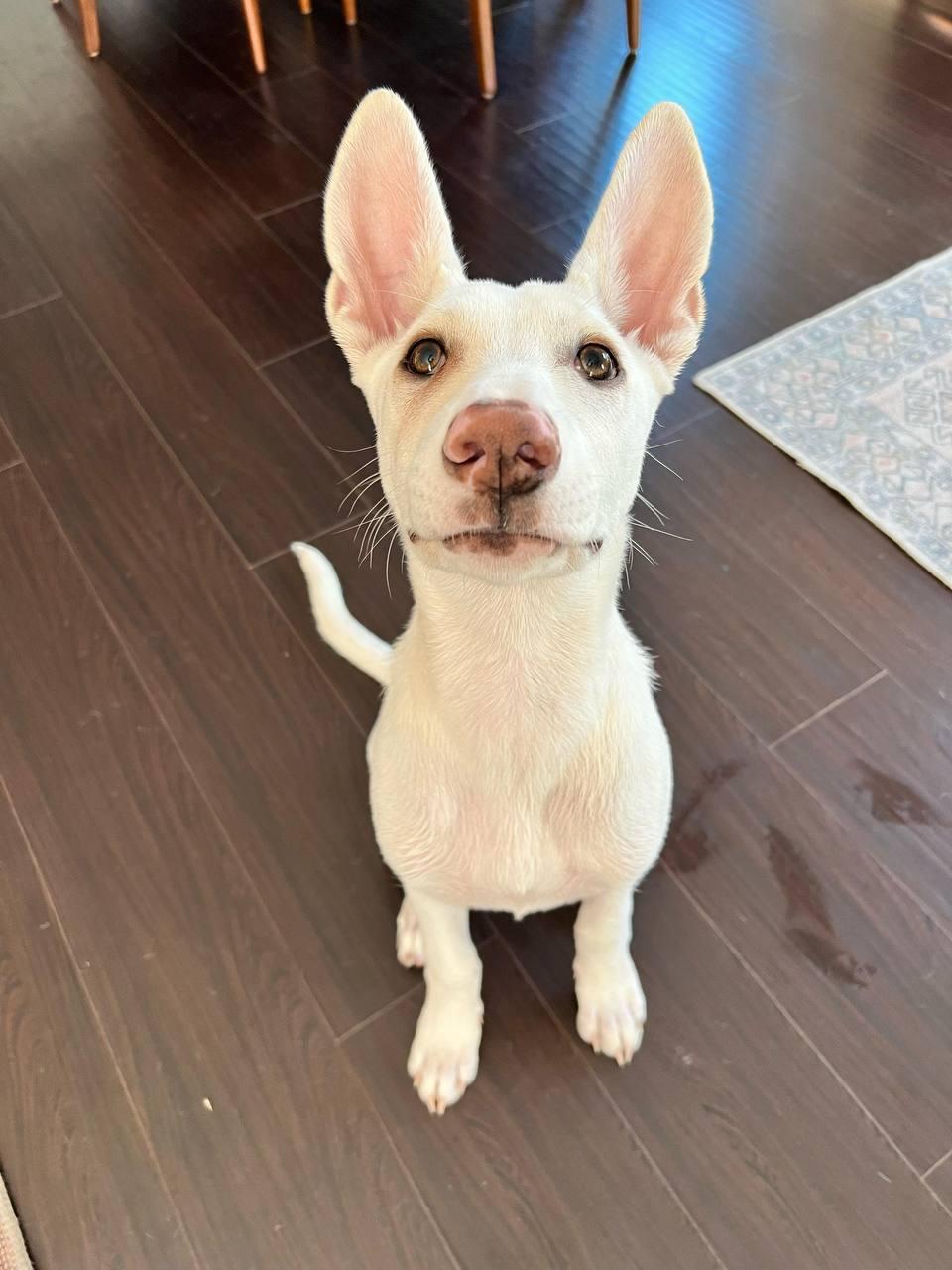 Martha Jane, a Adoptable Shepherd in Los Angeles, CA image 4/4