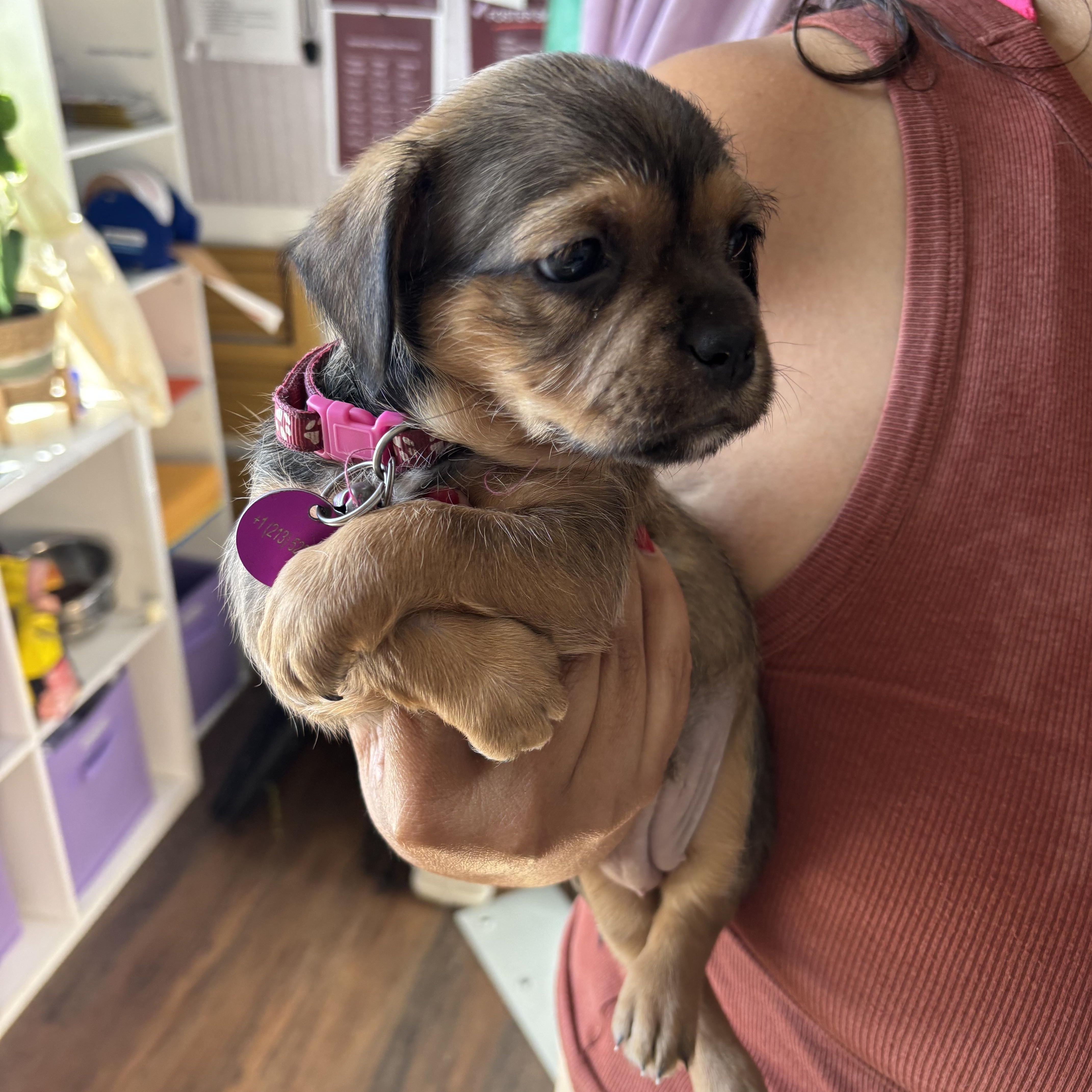 Enlarge Pawn, a Adoptable mixed breed in West Hollywood, CA image 2/4