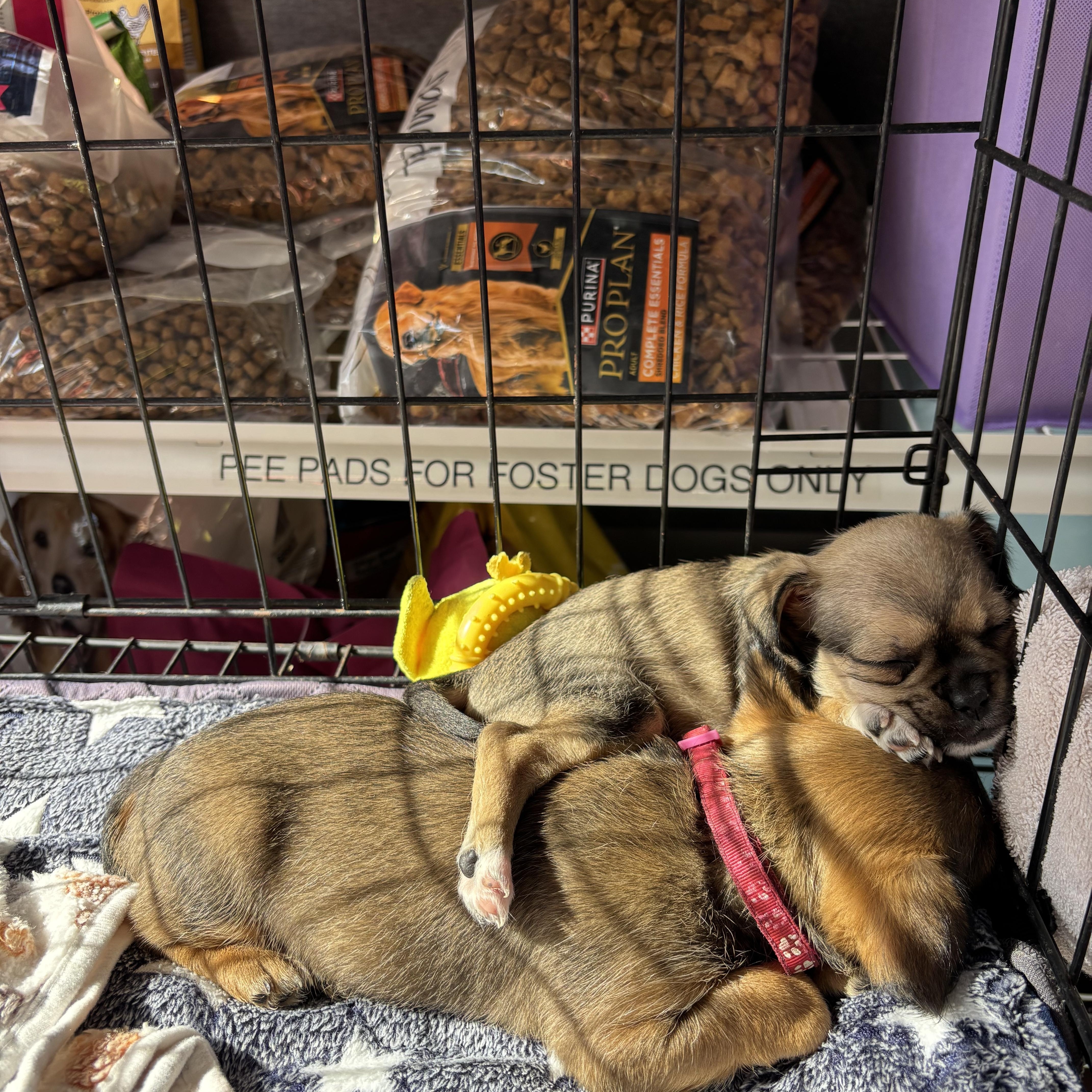 Enlarge Pawn, a Adoptable mixed breed in West Hollywood, CA image 4/4