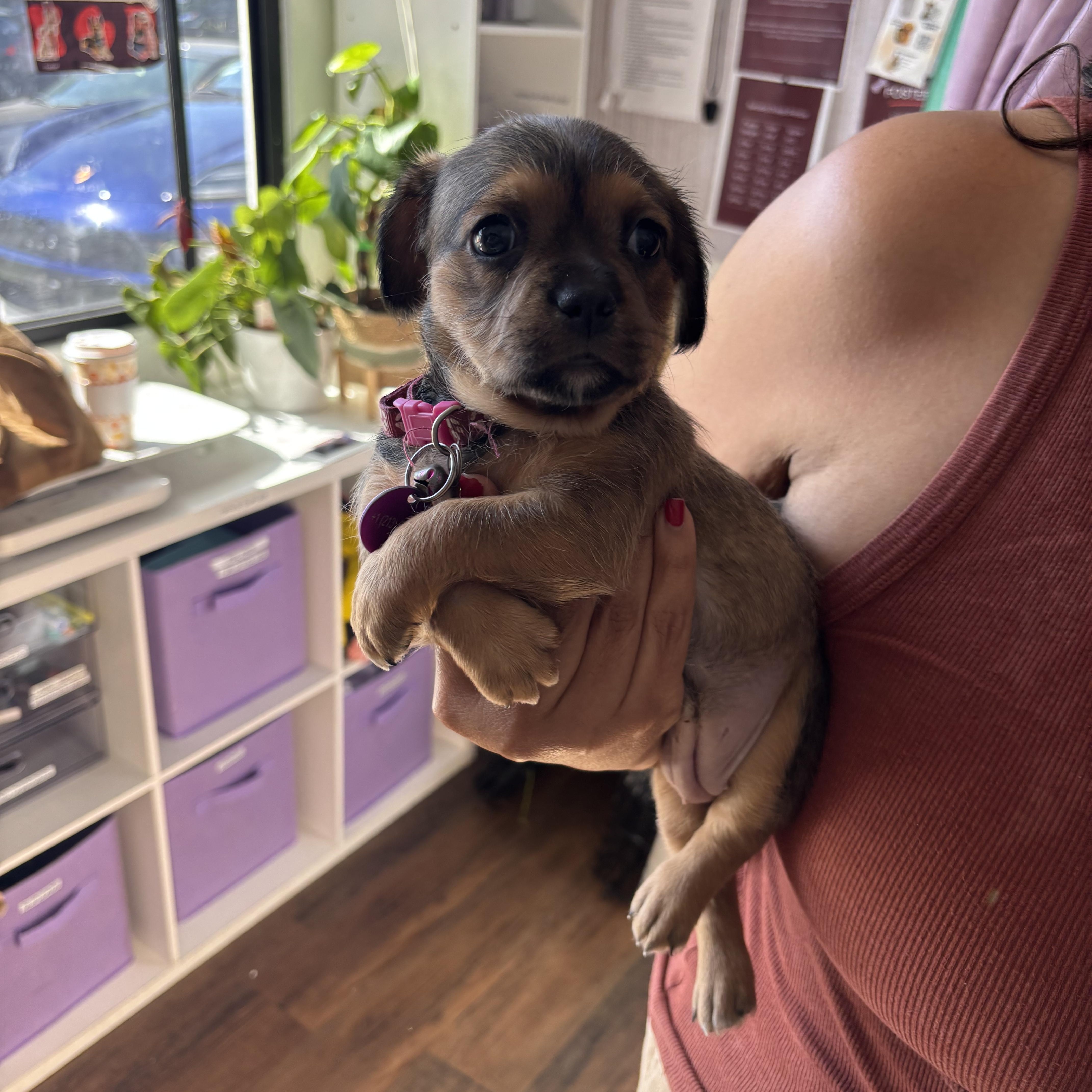 Pawn, Adoptable, Puppy Female Brussels Griffon & Pug.