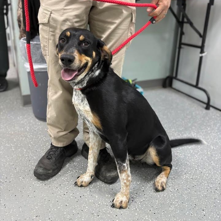 Enlarge Bria, a ADOPTABLE Bluetick Coonhound in Bardstown, KY image 4/4