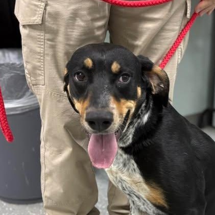 Enlarge Bria, a ADOPTABLE Bluetick Coonhound in Bardstown, KY image 1/4