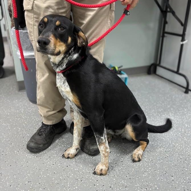 Enlarge Bria, a ADOPTABLE Bluetick Coonhound in Bardstown, KY image 3/4