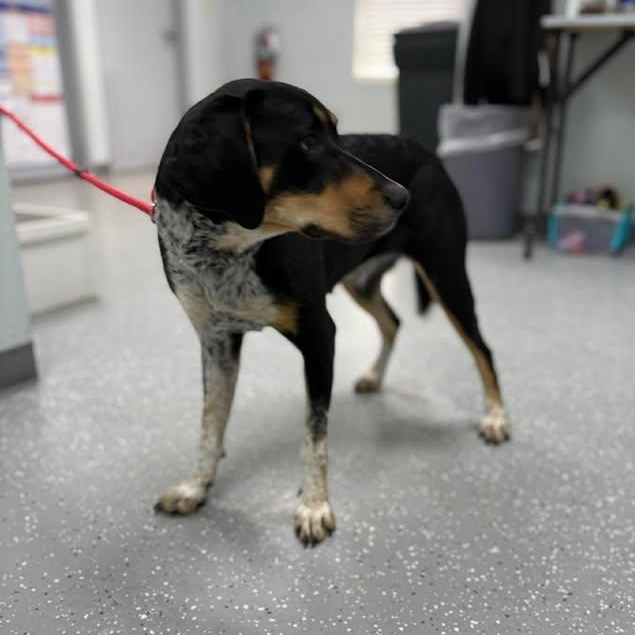 Enlarge Bria, a ADOPTABLE Bluetick Coonhound in Bardstown, KY image 2/4