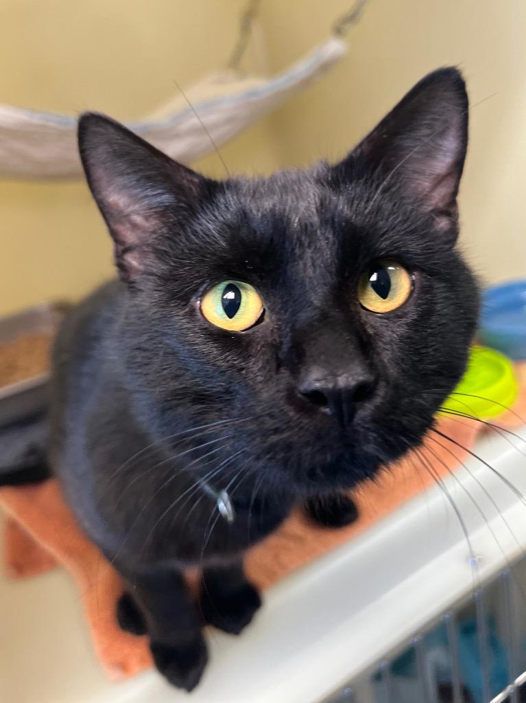 Squid, Adoptable, Young Male Domestic Short Hair.