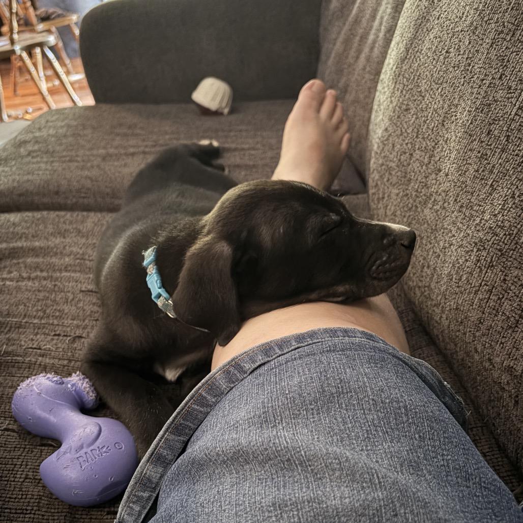 Lund, a Adoptable mixed breed in Brainerd, MN image 1/5
