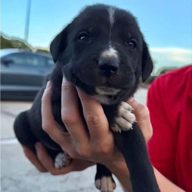 Lund, a Adoptable mixed breed in Brainerd, MN image 2/5