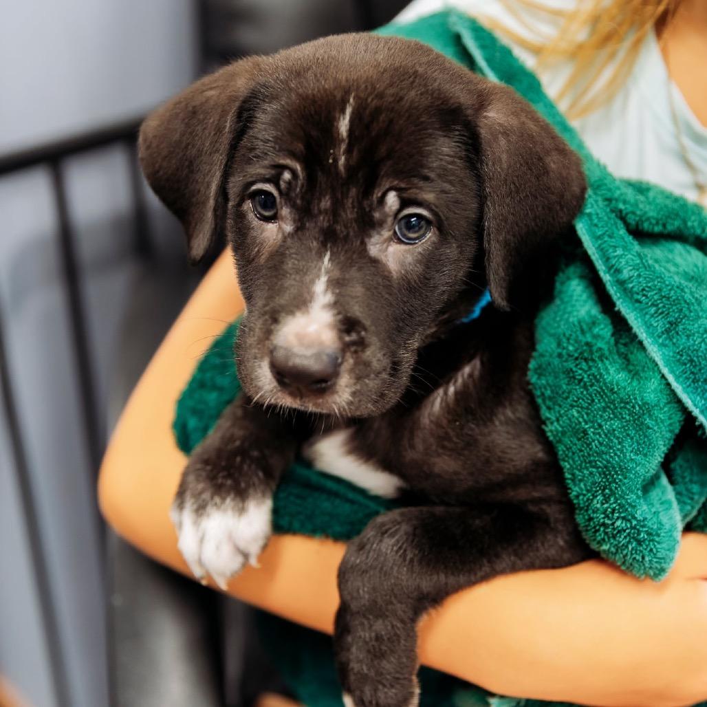 Lund, a Adoptable mixed breed in Brainerd, MN image 3/5