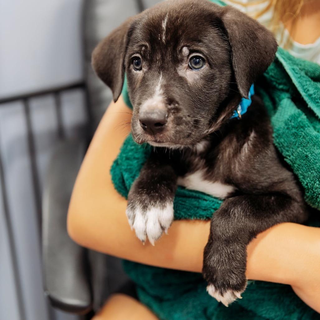 Lund, a Adoptable mixed breed in Brainerd, MN image 4/5