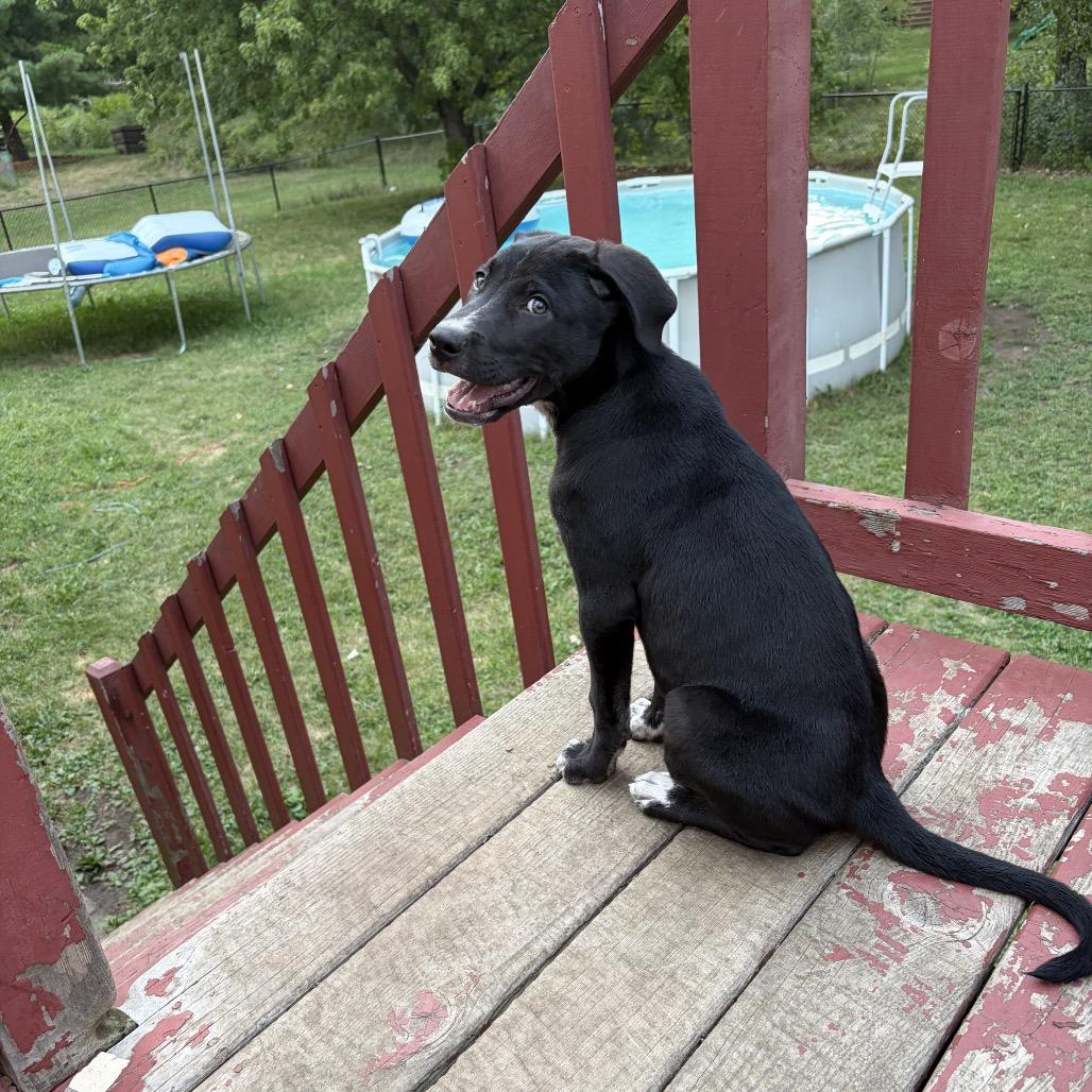 Enlarge Lund, a Adoptable mixed breed in Brainerd, MN image 6/6