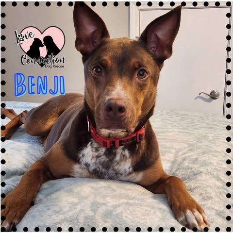 Benji, ADOPTABLE, Young Male Doberman Pinscher & Cattle Dog.