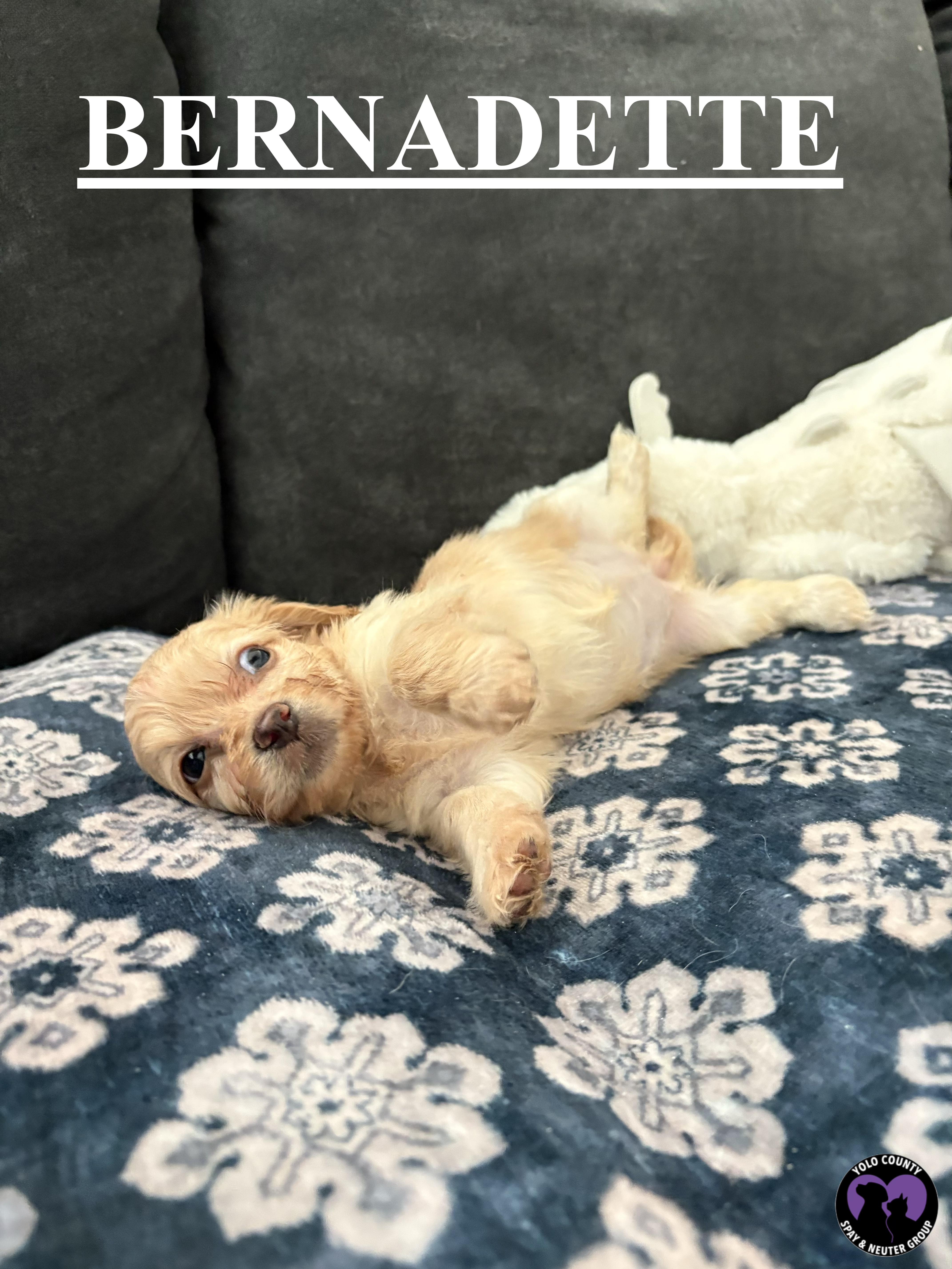 Enlarge BERNADETTE FROM THE BIG BANG THEORY LITTER , a ADOPTABLE mixed breed in woodland, CA image 3/4