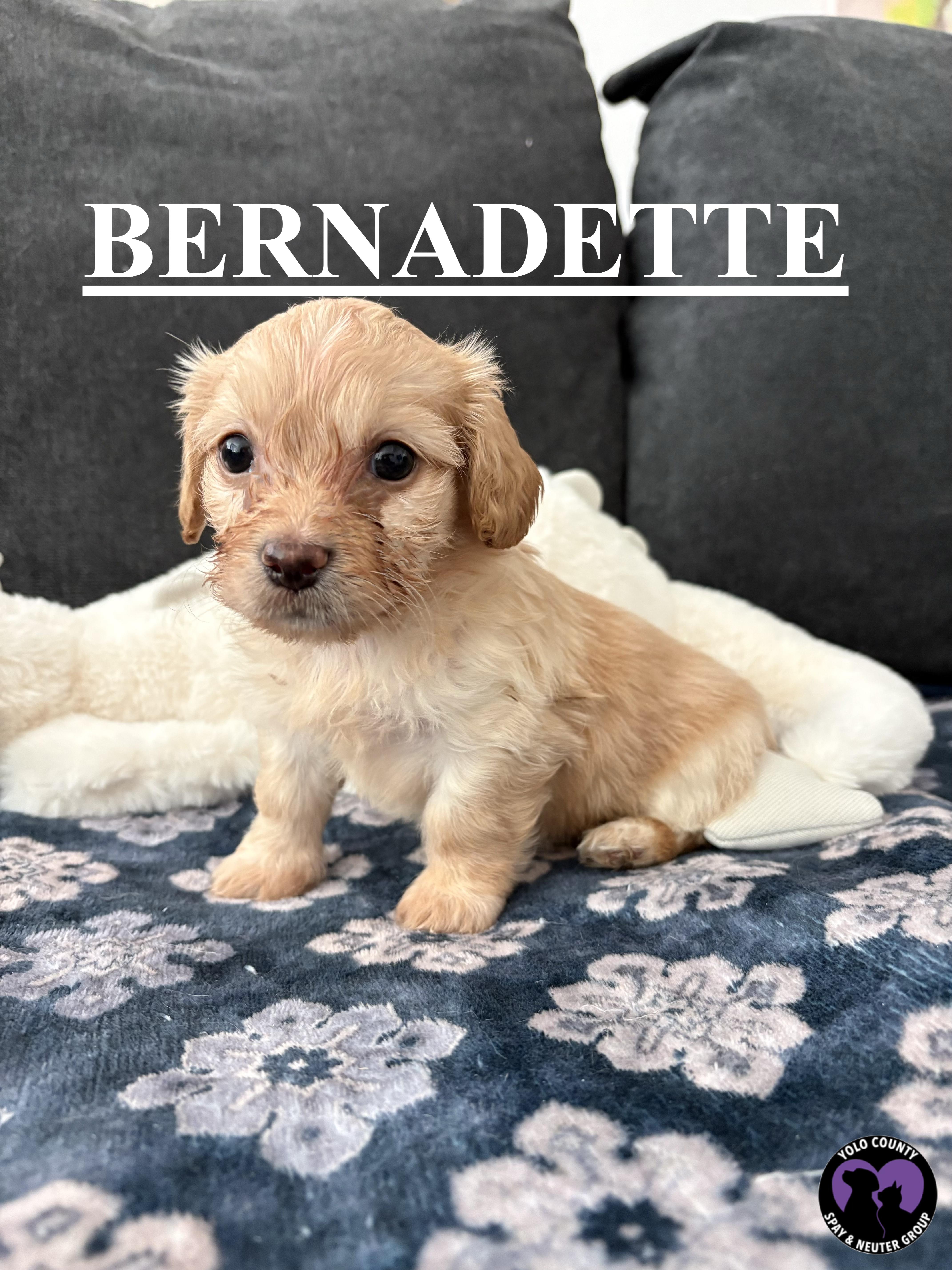 Enlarge BERNADETTE FROM THE BIG BANG THEORY LITTER , a ADOPTABLE mixed breed in woodland, CA image 4/4