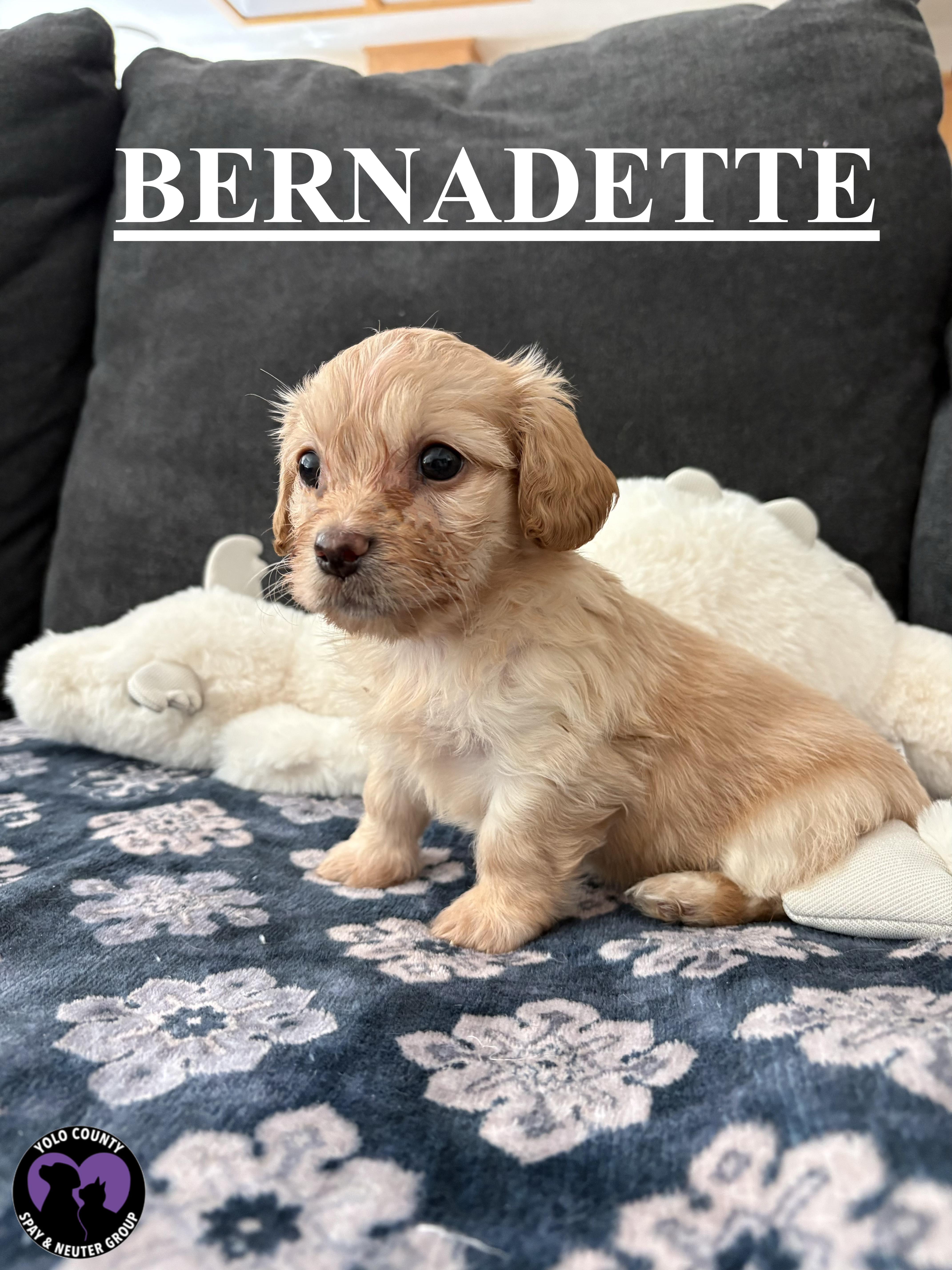 Enlarge BERNADETTE FROM THE BIG BANG THEORY LITTER , a ADOPTABLE mixed breed in woodland, CA image 1/4
