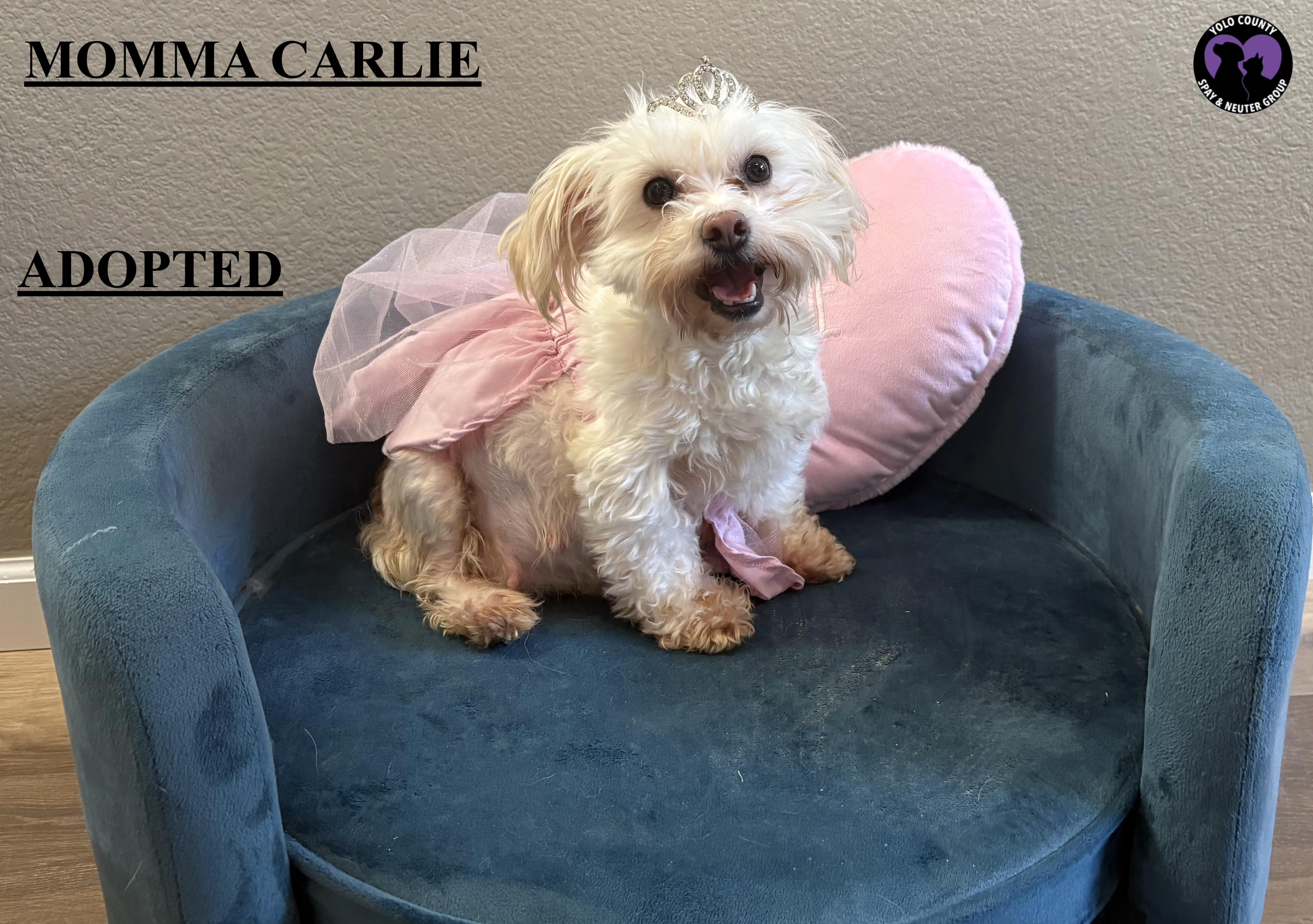 Enlarge BERNADETTE FROM THE BIG BANG THEORY LITTER , a ADOPTABLE mixed breed in woodland, CA image 2/4