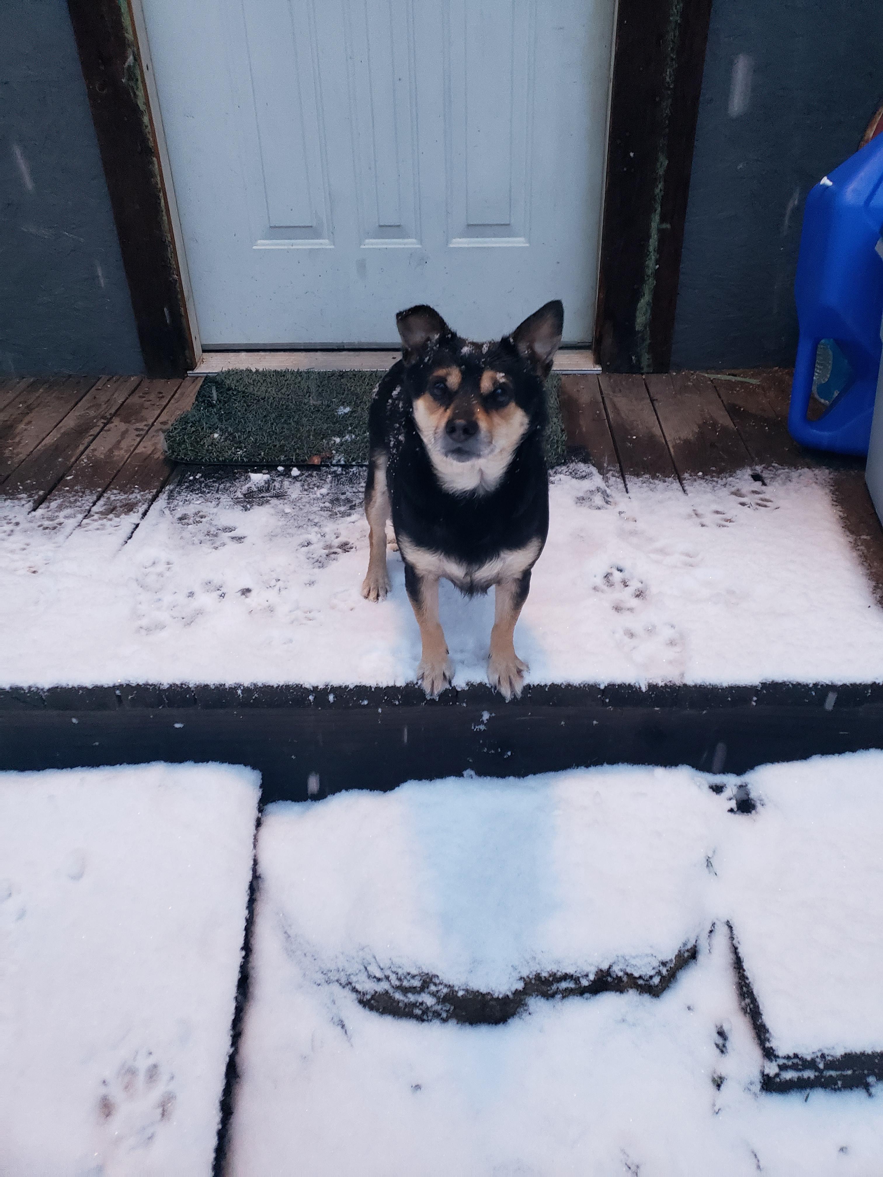 Enlarge Brody, an adopted mixed breed in Roslyn, WA image 3/4